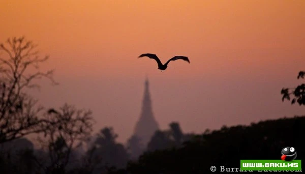 Портреты животных в объективах братьев Баррард-Лукас