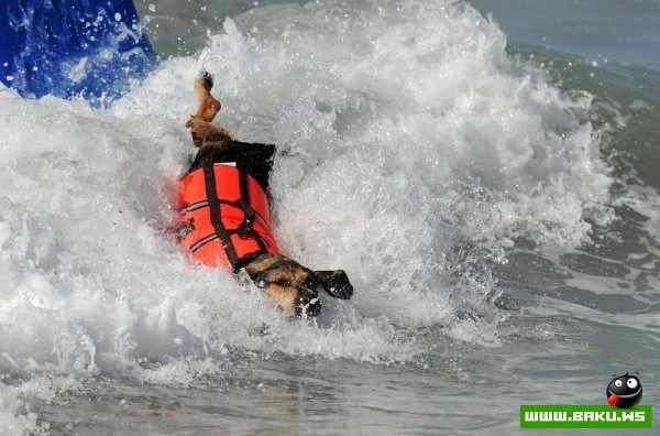 Ежегодный конкурс собак-серфингистов «Surf City Surf Dog»