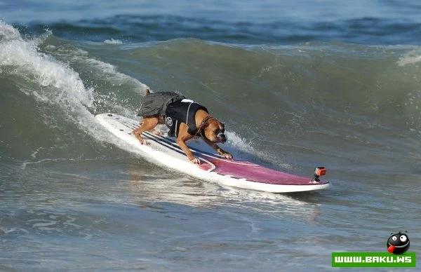 Ежегодный конкурс собак-серфингистов «Surf City Surf Dog»