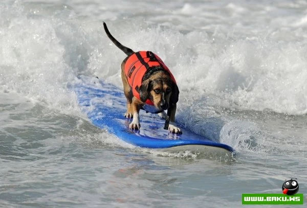 Ежегодный конкурс собак-серфингистов «Surf City Surf Dog»