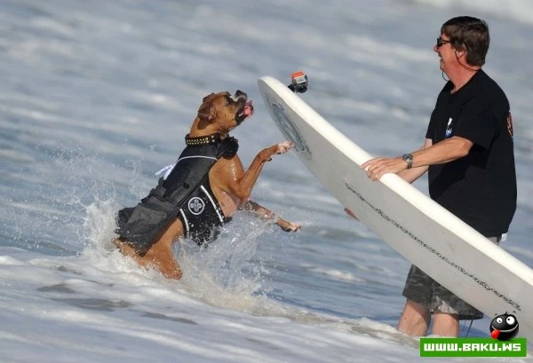 Ежегодный конкурс собак-серфингистов «Surf City Surf Dog»