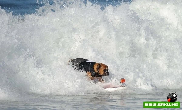 Ежегодный конкурс собак-серфингистов «Surf City Surf Dog»