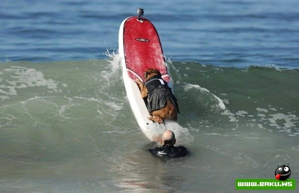 Ежегодный конкурс собак-серфингистов «Surf City Surf Dog»