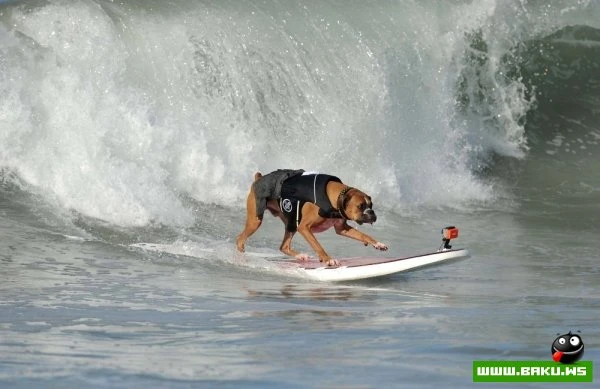 Ежегодный конкурс собак-серфингистов «Surf City Surf Dog»