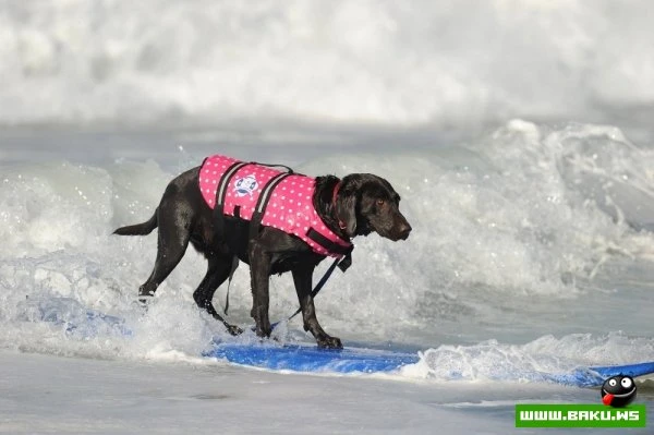 Ежегодный конкурс собак-серфингистов «Surf City Surf Dog»
