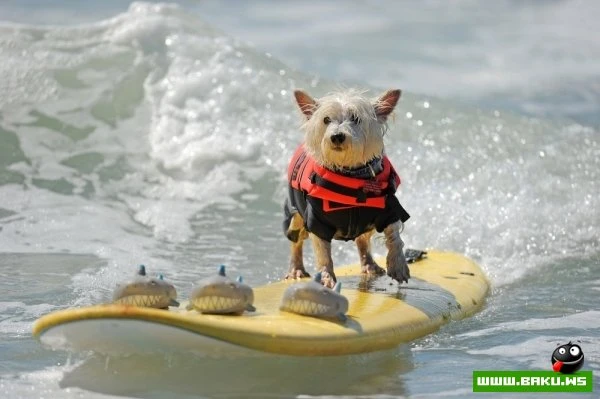 Ежегодный конкурс собак-серфингистов «Surf City Surf Dog»