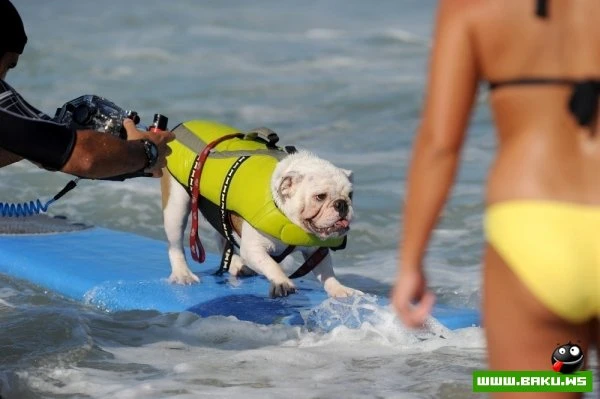 Ежегодный конкурс собак-серфингистов «Surf City Surf Dog»