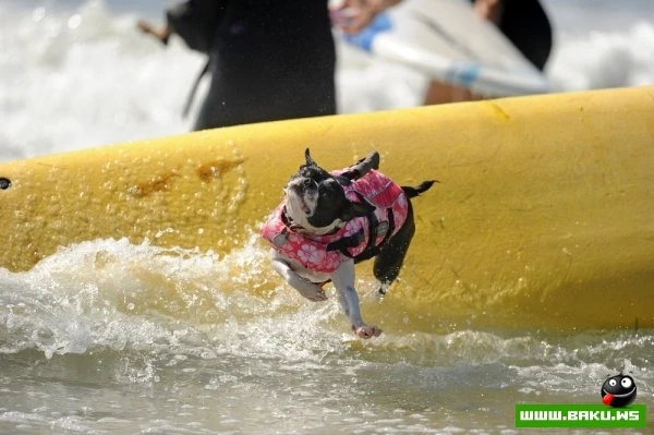 Ежегодный конкурс собак-серфингистов «Surf City Surf Dog»