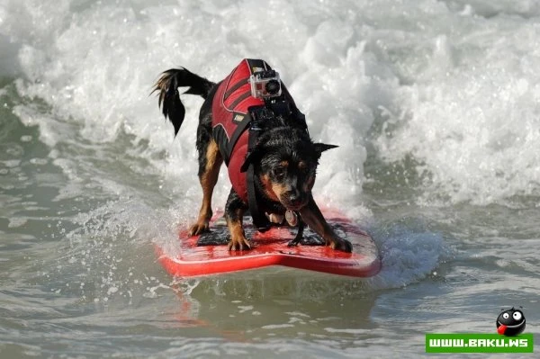 Ежегодный конкурс собак-серфингистов «Surf City Surf Dog»