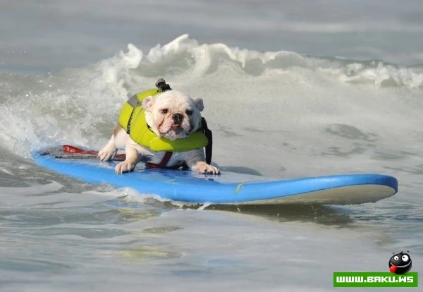 Ежегодный конкурс собак-серфингистов «Surf City Surf Dog»