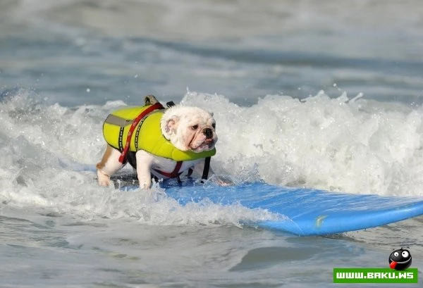 Ежегодный конкурс собак-серфингистов «Surf City Surf Dog»