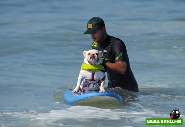 Ежегодный конкурс собак-серфингистов «Surf City Surf Dog»