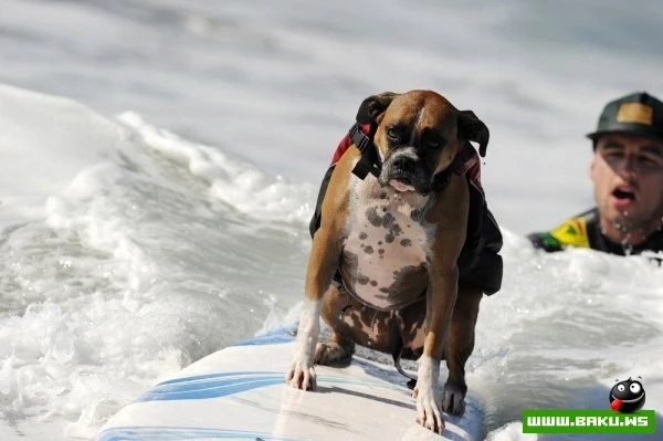 Ежегодный конкурс собак-серфингистов «Surf City Surf Dog»