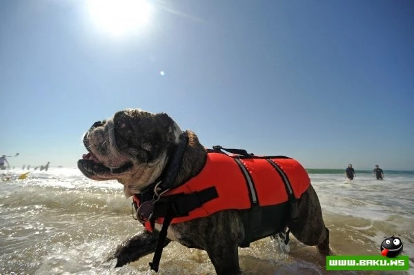 Ежегодный конкурс собак-серфингистов «Surf City Surf Dog»