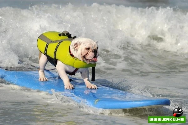 Ежегодный конкурс собак-серфингистов «Surf City Surf Dog»