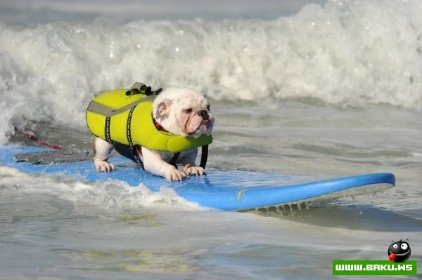 Ежегодный конкурс собак-серфингистов «Surf City Surf Dog»