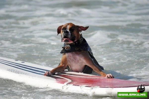 Ежегодный конкурс собак-серфингистов «Surf City Surf Dog»