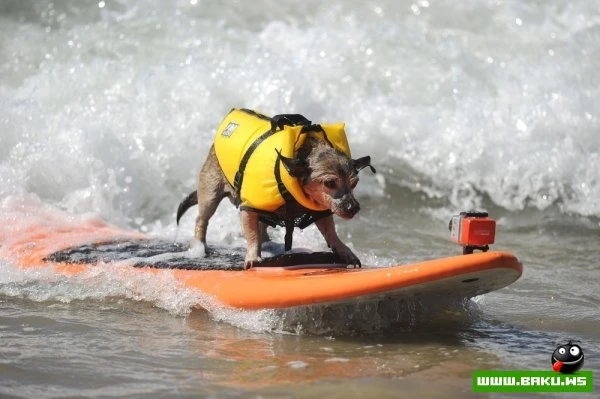 Ежегодный конкурс собак-серфингистов «Surf City Surf Dog»