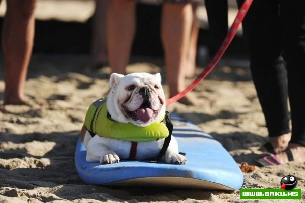 Ежегодный конкурс собак-серфингистов «Surf City Surf Dog»