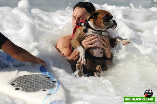 Ежегодный конкурс собак-серфингистов «Surf City Surf Dog»