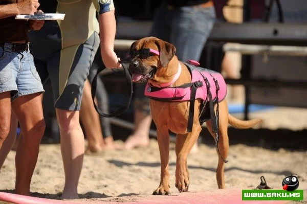 Ежегодный конкурс собак-серфингистов «Surf City Surf Dog»