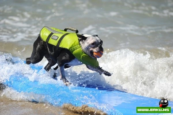 Ежегодный конкурс собак-серфингистов «Surf City Surf Dog»