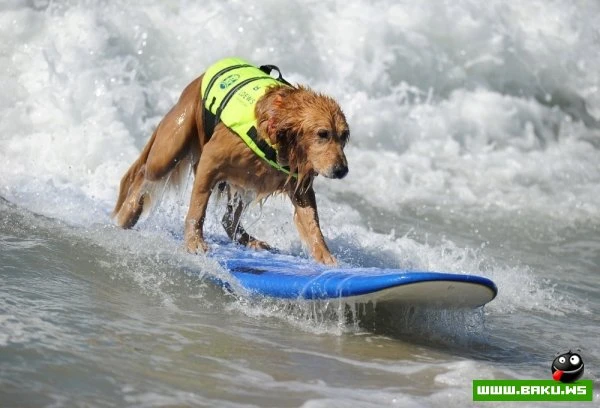 Ежегодный конкурс собак-серфингистов «Surf City Surf Dog»