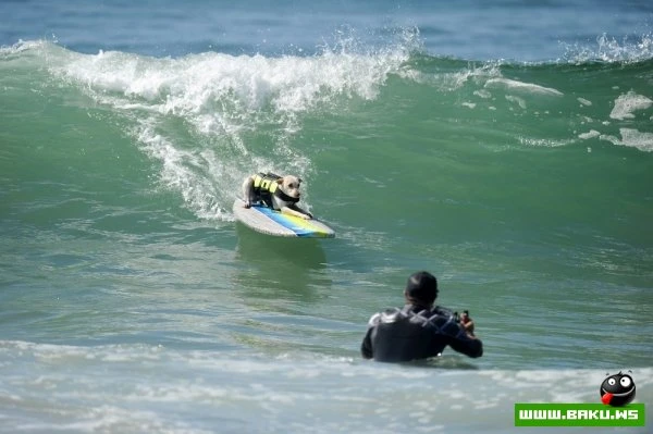Ежегодный конкурс собак-серфингистов «Surf City Surf Dog»
