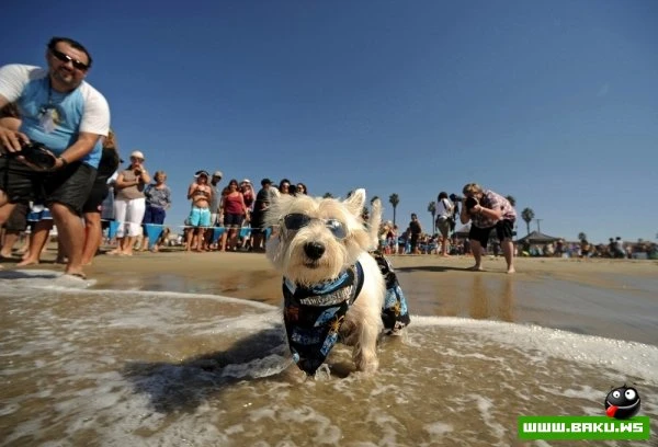 Ежегодный конкурс собак-серфингистов «Surf City Surf Dog»