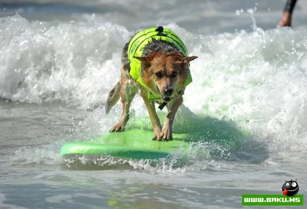 Ежегодный конкурс собак-серфингистов «Surf City Surf Dog»