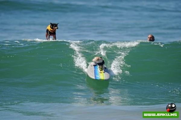 Ежегодный конкурс собак-серфингистов «Surf City Surf Dog»