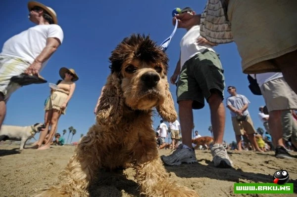 Ежегодный конкурс собак-серфингистов «Surf City Surf Dog»