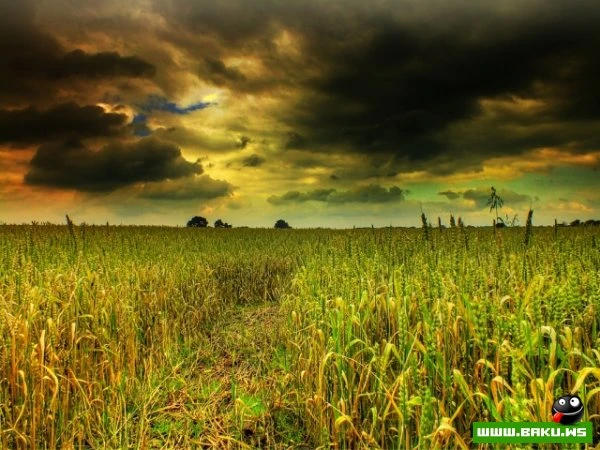 Мистическая природа Британии в фотографиях Эрика Гонсалвеса (Eric Goncalves)