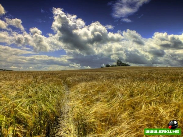 Мистическая природа Британии в фотографиях Эрика Гонсалвеса (Eric Goncalves)