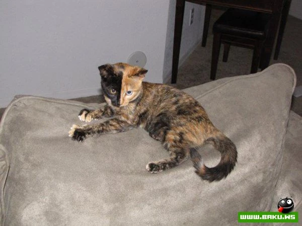 Кошка химера