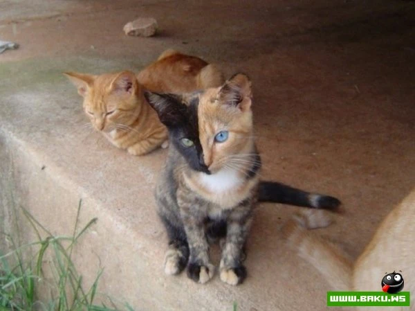 Кошка химера