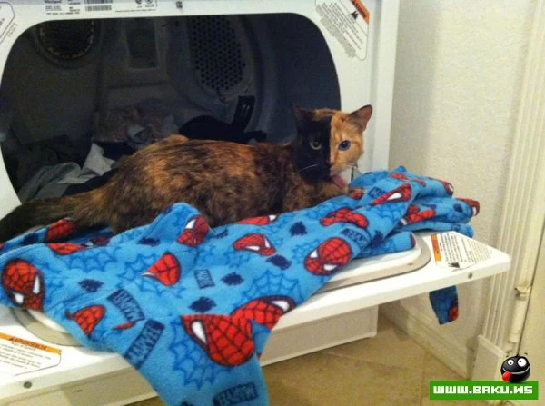 Кошка химера