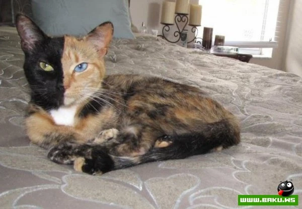 Кошка химера