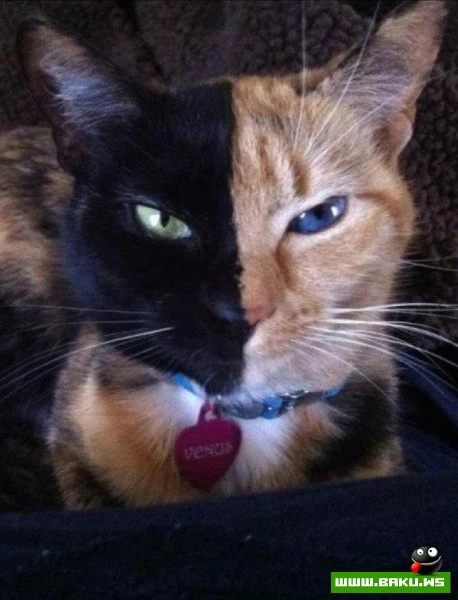 Кошка химера