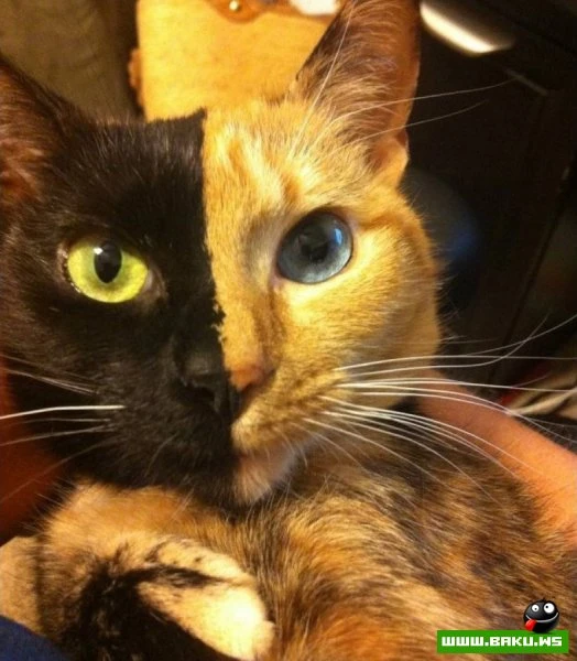 Кошка химера