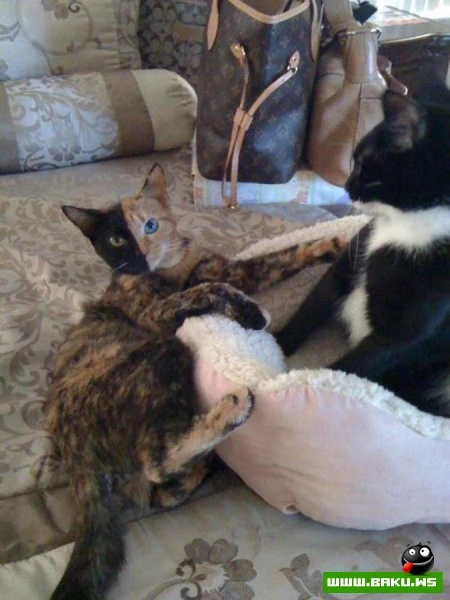 Кошка химера