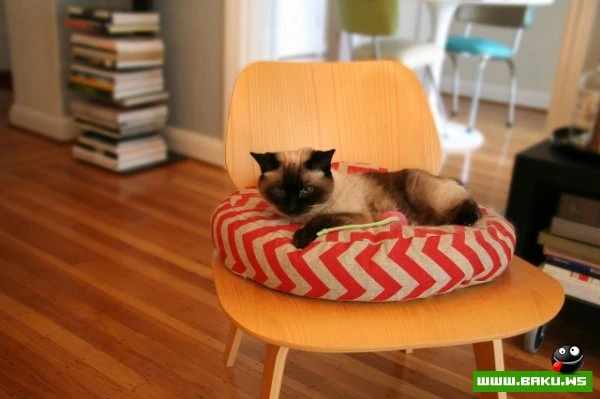 Довольные коты проекта «Cats love Eames!»