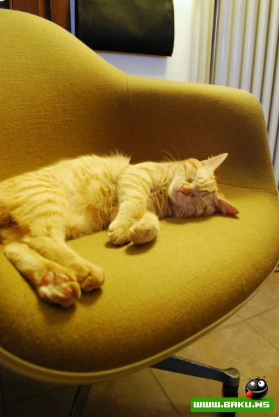 Довольные коты проекта «Cats love Eames!»
