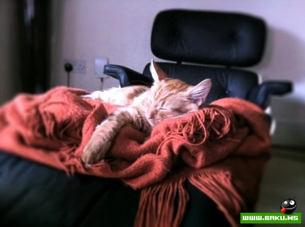 Довольные коты проекта «Cats love Eames!»