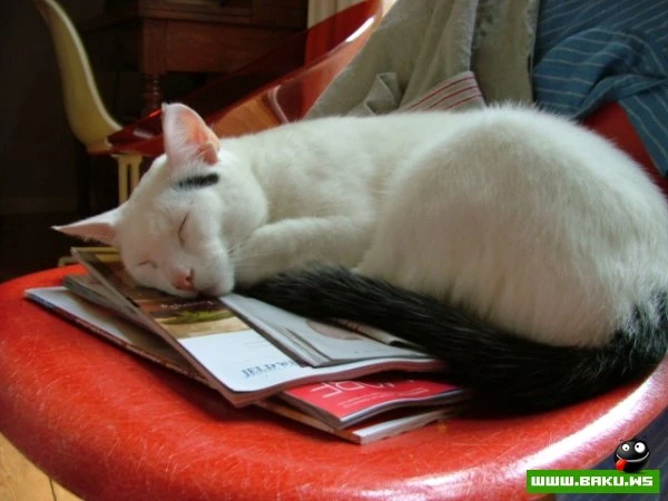 Довольные коты проекта «Cats love Eames!»