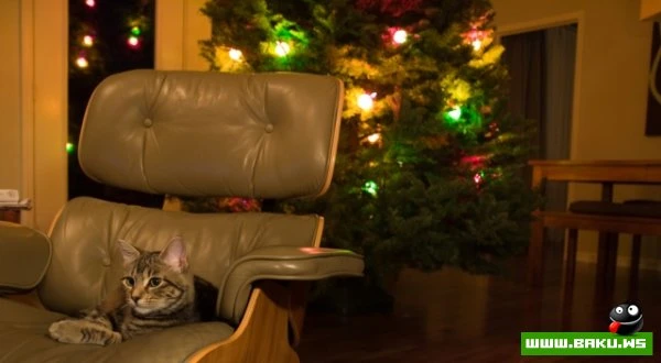 Довольные коты проекта «Cats love Eames!»