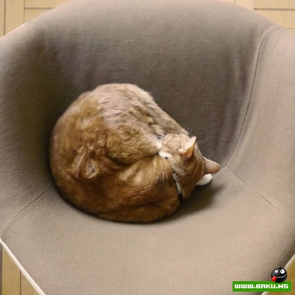 Довольные коты проекта «Cats love Eames!»
