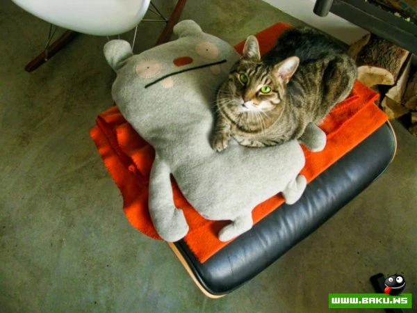 Довольные коты проекта «Cats love Eames!»