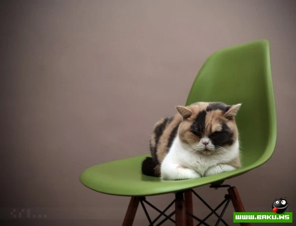 Довольные коты проекта «Cats love Eames!»