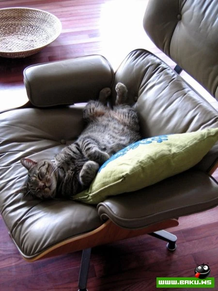Довольные коты проекта «Cats love Eames!»
